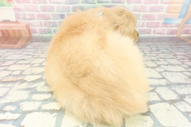 千葉県のゴールデンレトリバー (Coo&RIKU東金店/2026年1月15日生まれ/男の子/ゴールデン)の子犬の4枚目の画像