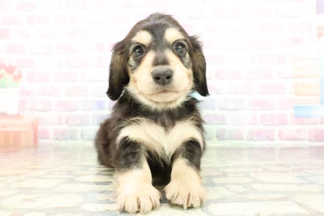 ミニチュア・ダックスフンド