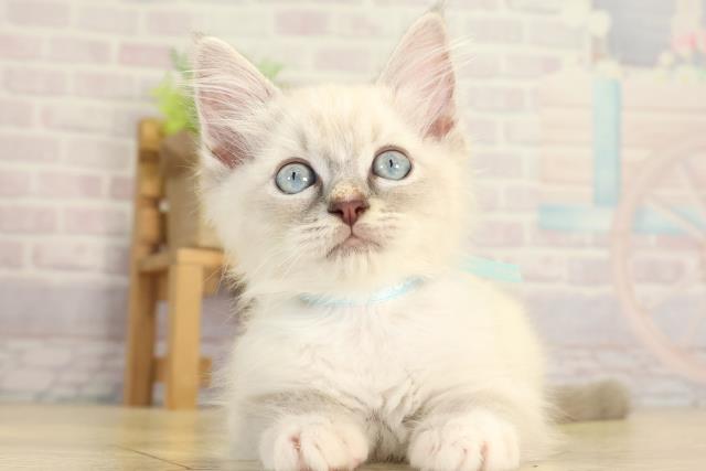 愛知県のラグドール (Coo&RIKU名古屋中川店/2025年12月30日生まれ/男の子/ブルーリンクスポイントミテッド)の子猫の1枚目の画像