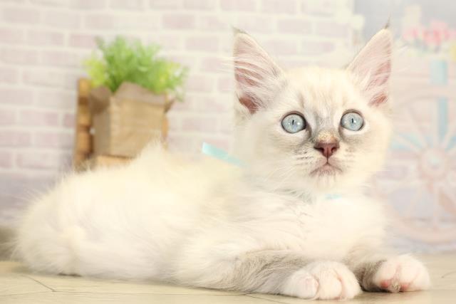 愛知県のラグドール (Coo&RIKU名古屋中川店/2025年12月30日生まれ/男の子/ブルーリンクスポイントミテッド)の子猫の2枚目の画像