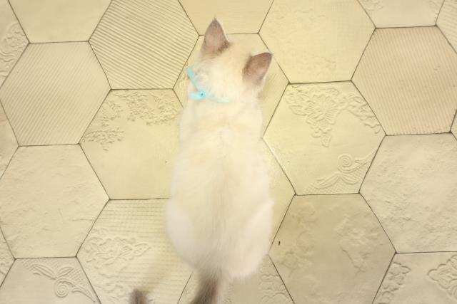 愛知県のラグドール (Coo&RIKU名古屋中川店/2025年12月30日生まれ/男の子/ブルーリンクスポイントミテッド)の子猫の4枚目の画像