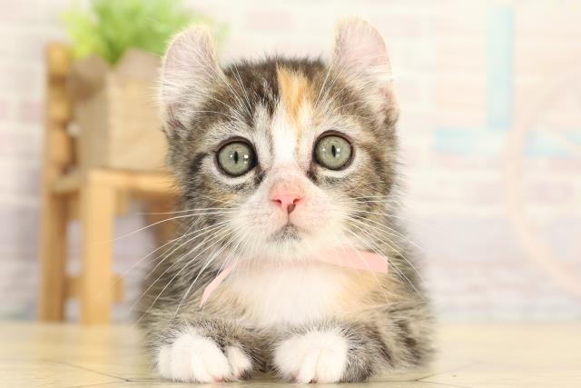 アメリカンカール