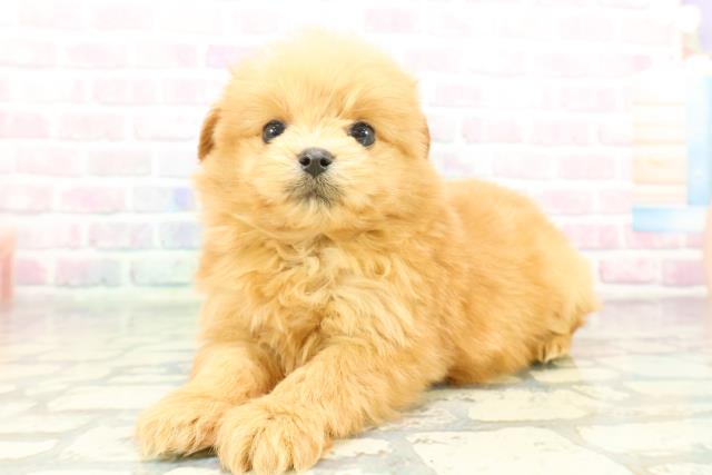 千葉県のハーフ犬・ミックス犬 (Coo&RIKUアクロスモール新鎌ケ谷店/2026年1月20日生まれ/男の子/アプリコット)の子犬の2枚目の画像