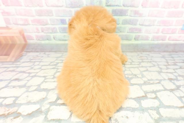 千葉県のハーフ犬・ミックス犬 (Coo&RIKUアクロスモール新鎌ケ谷店/2026年1月20日生まれ/男の子/アプリコット)の子犬の4枚目の画像