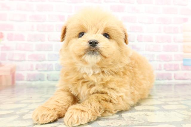 静岡県のハーフ犬・ミックス犬 (Coo&RIKU静岡SBS通り店/2026年1月20日生まれ/女の子/アプリコット)の子犬の2枚目の画像