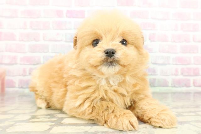 静岡県のハーフ犬・ミックス犬 (Coo&RIKU静岡SBS通り店/2026年1月20日生まれ/女の子/アプリコット)の子犬の3枚目の画像