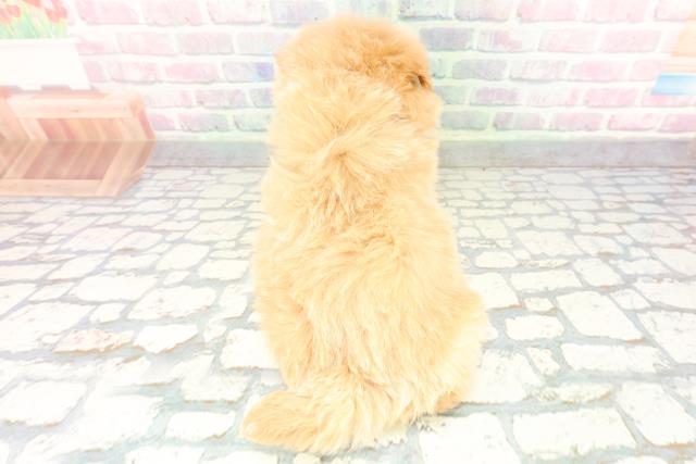 静岡県のハーフ犬・ミックス犬 (Coo&RIKU静岡SBS通り店/2026年1月20日生まれ/女の子/アプリコット)の子犬の4枚目の画像