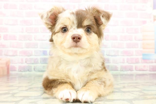 埼玉県のチワワ(ロング) (Coo&RIKU所沢店/2026年1月20日生まれ/男の子/チョコレートマール)の子犬