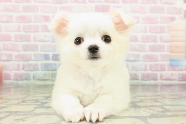 埼玉県のチワワ(ロング) (Coo&RIKU草加バイパス店/2026年1月20日生まれ/女の子/ホワイトクリーム)の子犬