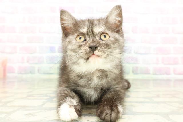 東京都のスコティッシュフォールド (Coo&RIKU足立本店/2026年1月7日生まれ/女の子/トーティー)の子猫の1枚目の画像