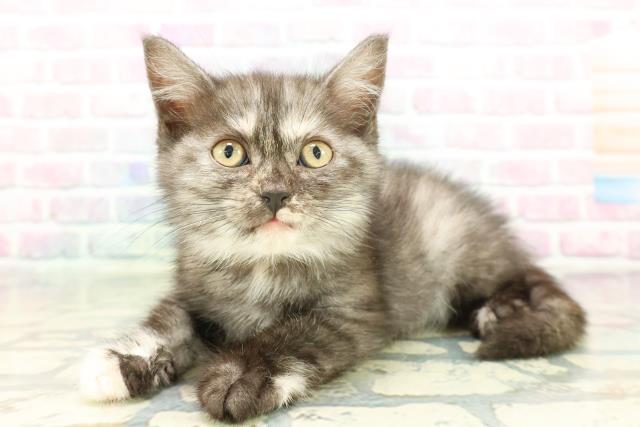 東京都のスコティッシュフォールド (Coo&RIKU足立本店/2026年1月7日生まれ/女の子/トーティー)の子猫の2枚目の画像