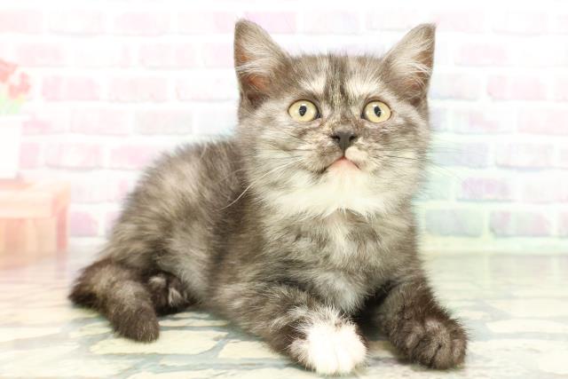 東京都のスコティッシュフォールド (Coo&RIKU足立本店/2026年1月7日生まれ/女の子/トーティー)の子猫の3枚目の画像