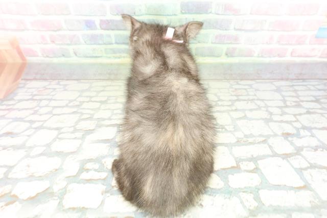 東京都のスコティッシュフォールド (Coo&RIKU足立本店/2026年1月7日生まれ/女の子/トーティー)の子猫の4枚目の画像