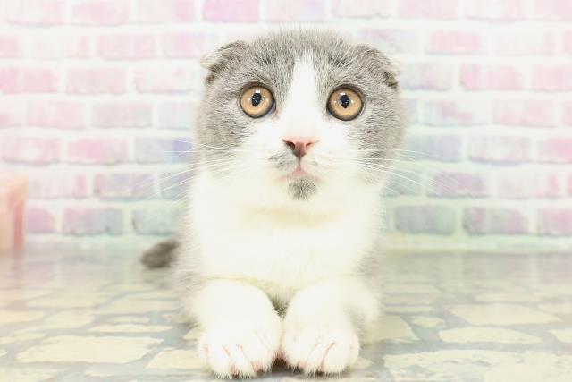 スコティッシュフォールド