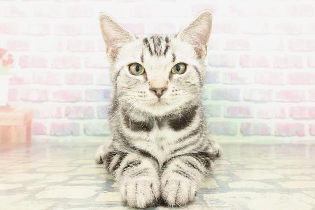 神奈川県のアメリカンショートヘアー (Coo&RIKU秦野店/2025年11月22日生まれ/男の子/シルバータビー)の子猫の1枚目の画像