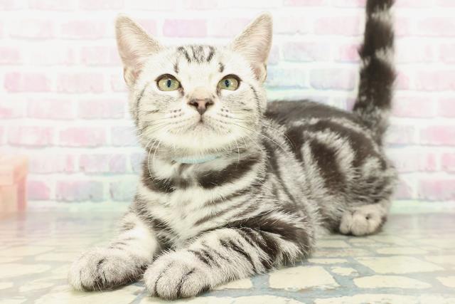 神奈川県のアメリカンショートヘアー (Coo&RIKU秦野店/2025年11月22日生まれ/男の子/シルバータビー)の子猫の2枚目の画像