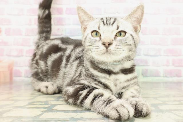 神奈川県のアメリカンショートヘアー (Coo&RIKU秦野店/2025年11月22日生まれ/男の子/シルバータビー)の子猫の3枚目の画像