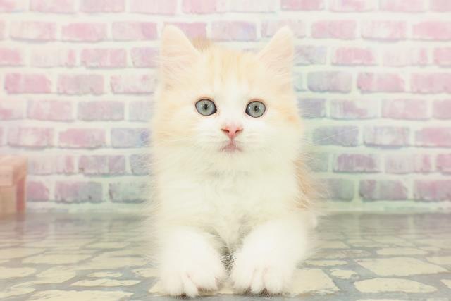 東京都のスコティッシュフォールド (Coo&RIKU板橋店/2026年1月20日生まれ/男の子/レッドタビーホワイト)の子猫