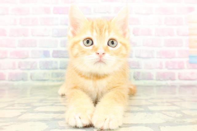 群馬県のスコティッシュフォールド (Coo&RIKUDCM館林店/2026年1月20日生まれ/男の子/レッドタビー)の子猫