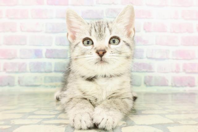 埼玉県のスコティッシュフォールド (Coo&RIKUヤオコー幸手店/2026年1月20日生まれ/男の子/シルバータビー)の子猫