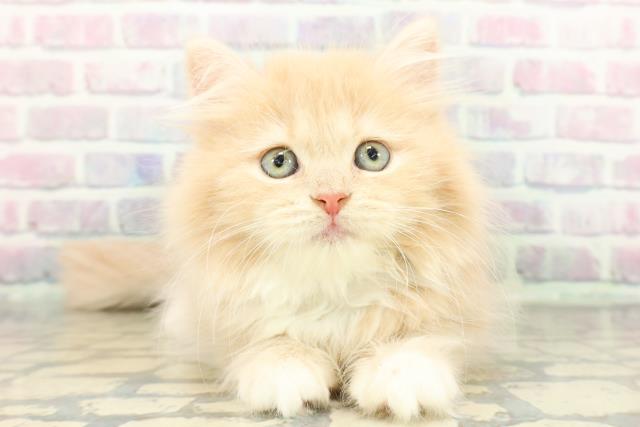 東京都のラガマフィン (Coo&RIKU新宿三丁目店/2026年1月15日生まれ/男の子/クリームタビーホワイト)の子猫の1枚目の画像