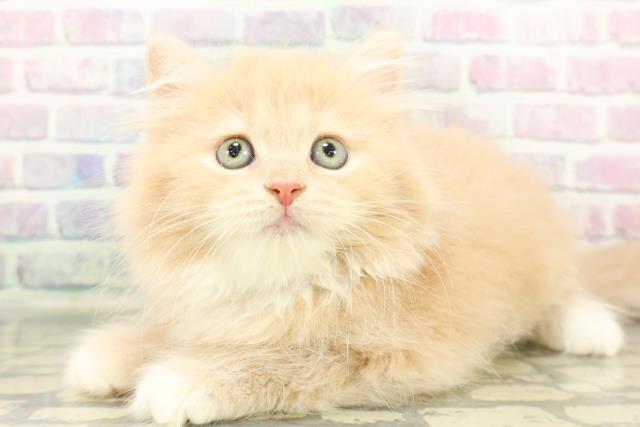 東京都のラガマフィン (Coo&RIKU新宿三丁目店/2026年1月15日生まれ/男の子/クリームタビーホワイト)の子猫の2枚目の画像