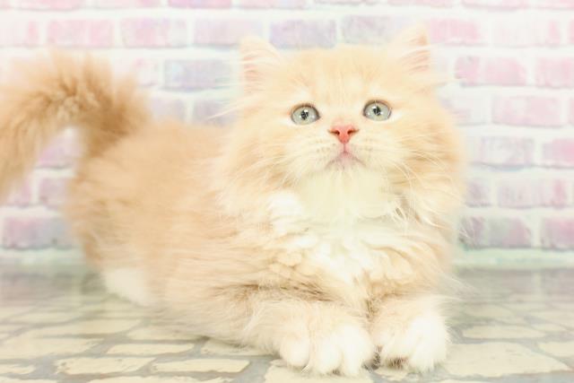 東京都のラガマフィン (Coo&RIKU新宿三丁目店/2026年1月15日生まれ/男の子/クリームタビーホワイト)の子猫の3枚目の画像