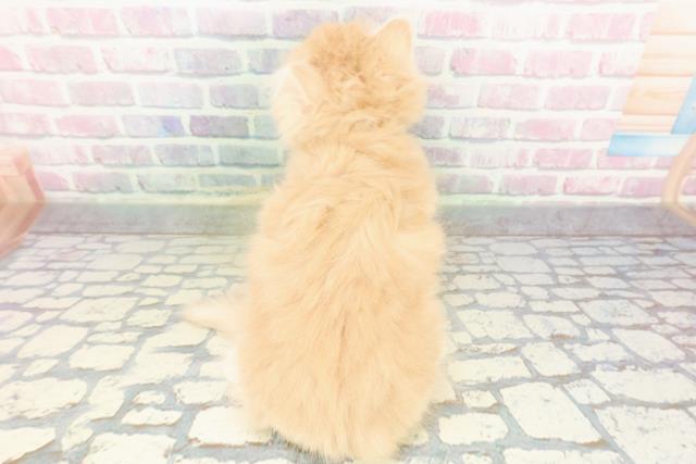 東京都のラガマフィン (Coo&RIKU新宿三丁目店/2026年1月15日生まれ/男の子/クリームタビーホワイト)の子猫の4枚目の画像