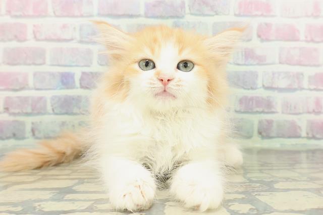 東京都のラガマフィン (Coo&RIKU福生店/2026年1月15日生まれ/女の子/レッドタビーホワイト)の子猫の1枚目の画像