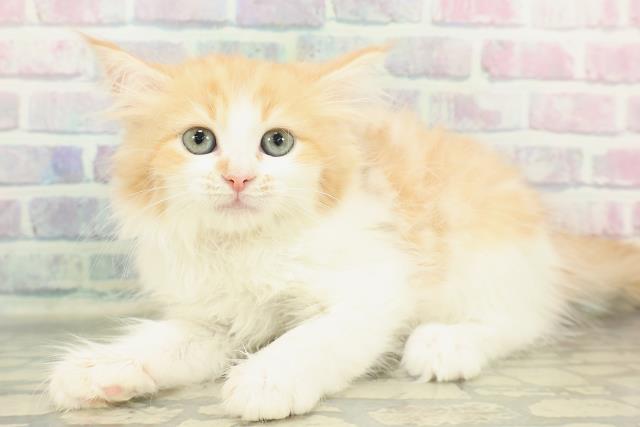 東京都のラガマフィン (Coo&RIKU福生店/2026年1月15日生まれ/女の子/レッドタビーホワイト)の子猫の2枚目の画像