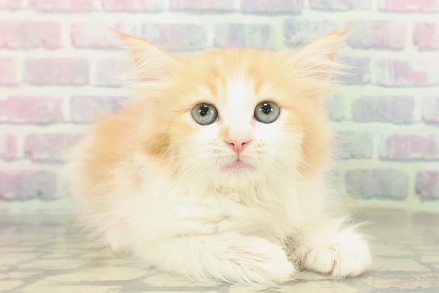 東京都のラガマフィン (Coo&RIKU福生店/2026年1月15日生まれ/女の子/レッドタビーホワイト)の子猫の3枚目の画像