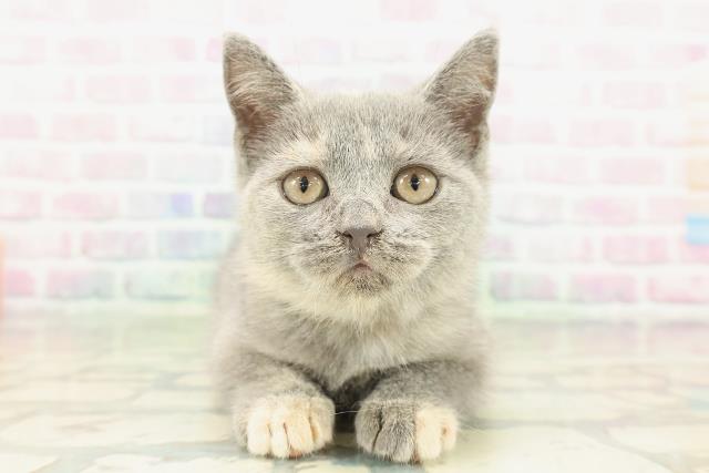 ブリティッシュショートヘアー