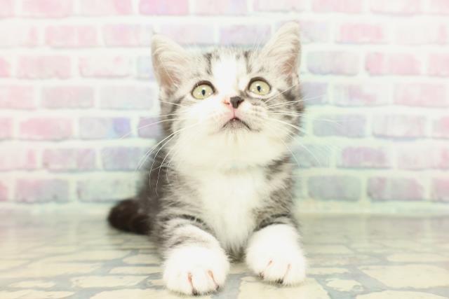 茨城県のスコティッシュフォールド (Coo&RIKUコメリパワーつくば西店/2026年1月15日生まれ/男の子/シルバータビーホワイト)の子猫の1枚目の画像