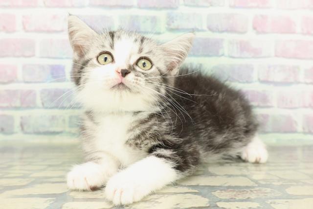 茨城県のスコティッシュフォールド (Coo&RIKUコメリパワーつくば西店/2026年1月15日生まれ/男の子/シルバータビーホワイト)の子猫の2枚目の画像