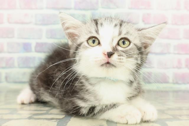 茨城県のスコティッシュフォールド (Coo&RIKUコメリパワーつくば西店/2026年1月15日生まれ/男の子/シルバータビーホワイト)の子猫の3枚目の画像