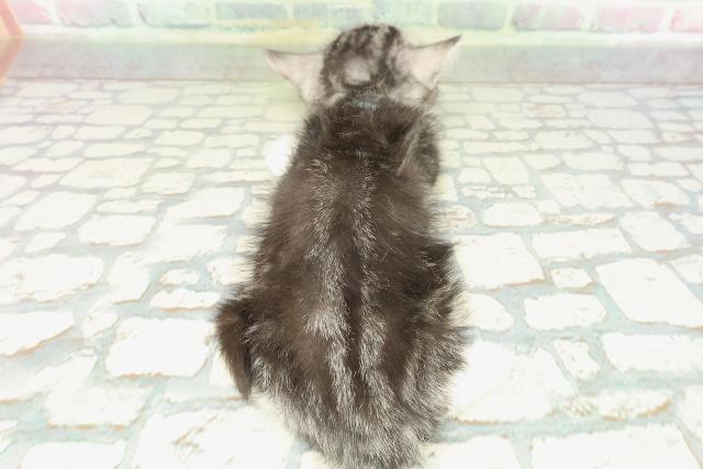 茨城県のスコティッシュフォールド (Coo&RIKUコメリパワーつくば西店/2026年1月15日生まれ/男の子/シルバータビーホワイト)の子猫の4枚目の画像