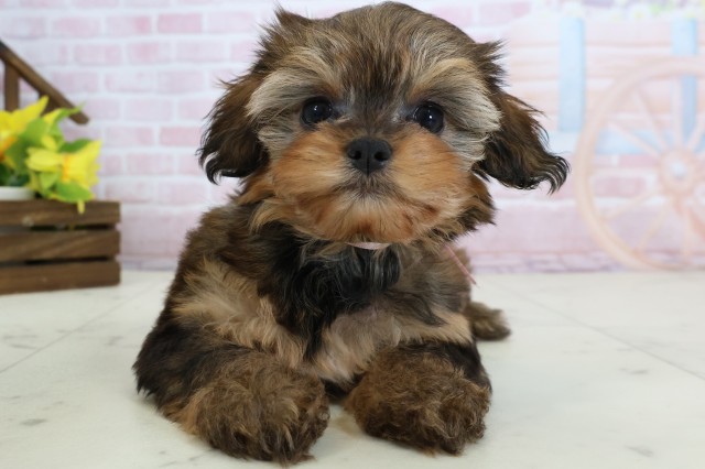 福岡県のチワプー/プーチー(チワワ×プードル) (Coo&RIKU筑後店/2026年1月21日生まれ/女の子/レッドホワイト)の子犬