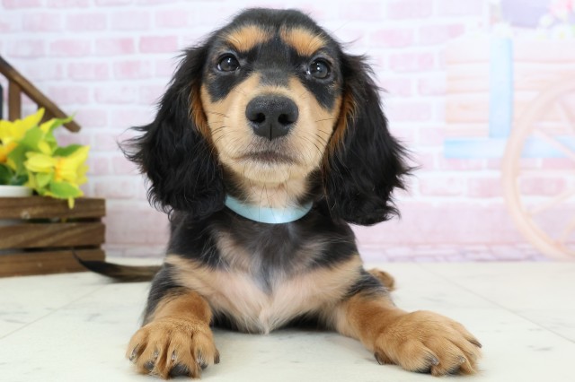 ミニチュア・ダックスフンド