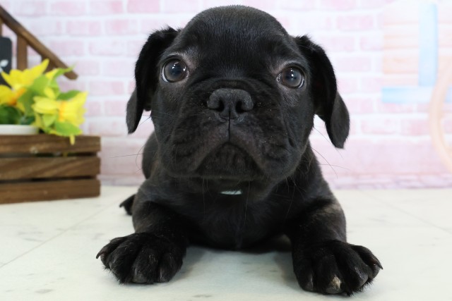 フレンチブルドッグ