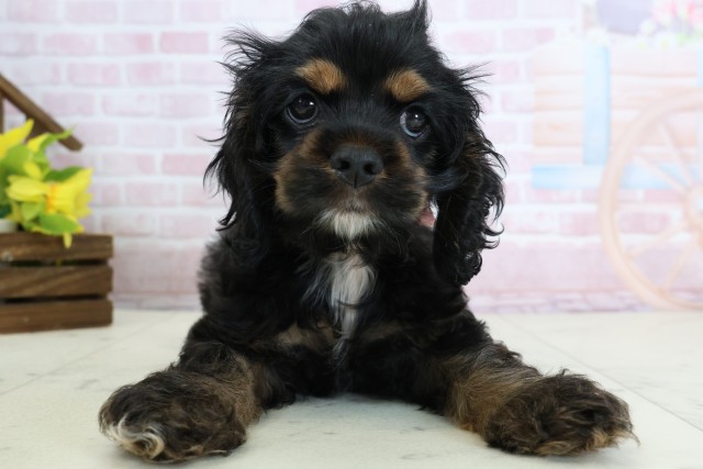 アメリカン・コッカースパニエル