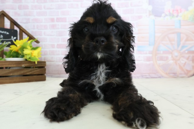 福岡県のアメリカンコッカースパニエル (Coo&RIKU福岡東店/2026年1月15日生まれ/女の子/ブラックタンホワイト)の子犬の1枚目の画像