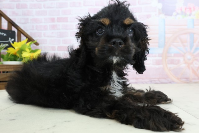 福岡県のアメリカンコッカースパニエル (Coo&RIKU福岡東店/2026年1月15日生まれ/女の子/ブラックタンホワイト)の子犬の2枚目の画像