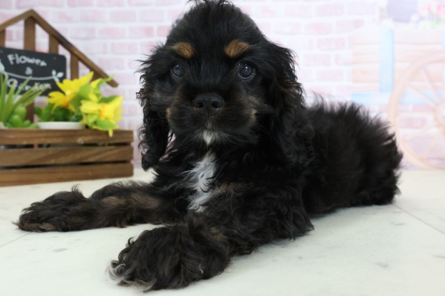 福岡県のアメリカンコッカースパニエル (Coo&RIKU福岡東店/2026年1月15日生まれ/女の子/ブラックタンホワイト)の子犬の3枚目の画像