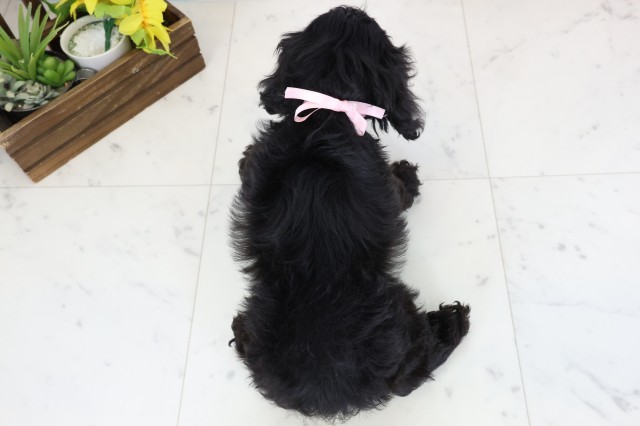 福岡県のアメリカンコッカースパニエル (Coo&RIKU福岡東店/2026年1月15日生まれ/女の子/ブラックタンホワイト)の子犬の4枚目の画像