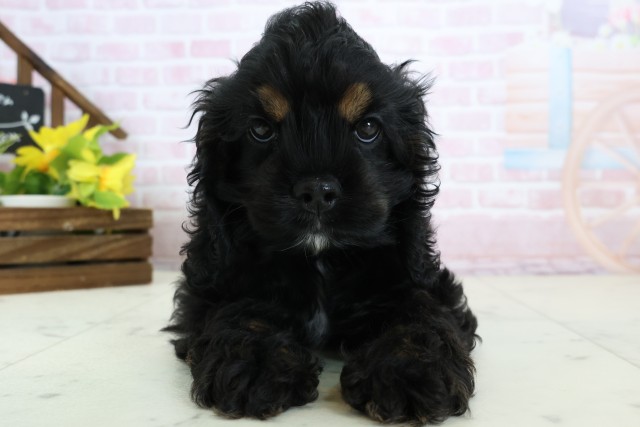 熊本県のアメリカンコッカースパニエル (Coo&RIKU宇土シティモール店/2026年1月15日生まれ/女の子/ブラックタンホワイト)の子犬の1枚目の画像