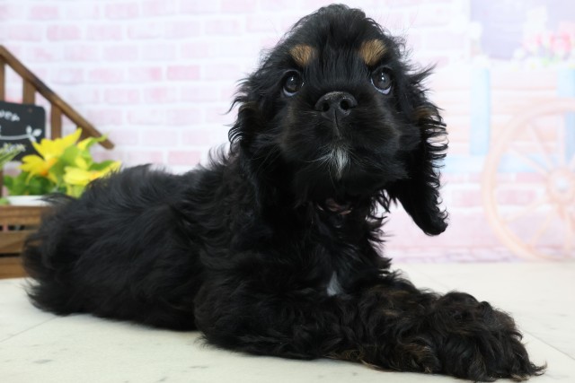 熊本県のアメリカンコッカースパニエル (Coo&RIKU宇土シティモール店/2026年1月15日生まれ/女の子/ブラックタンホワイト)の子犬の2枚目の画像