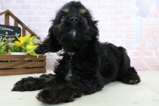 熊本県のアメリカンコッカースパニエル (Coo&RIKU宇土シティモール店/2026年1月15日生まれ/女の子/ブラックタンホワイト)の子犬の3枚目の画像