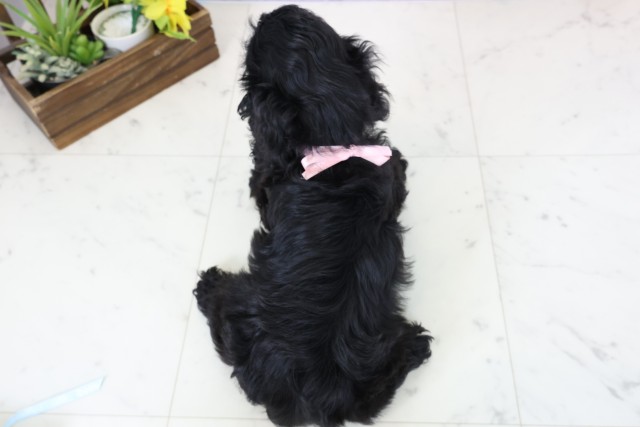 熊本県のアメリカンコッカースパニエル (Coo&RIKU宇土シティモール店/2026年1月15日生まれ/女の子/ブラックタンホワイト)の子犬の4枚目の画像