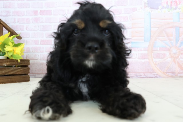 宮崎県のアメリカンコッカースパニエル (Coo&RIKU宮崎店/2026年1月15日生まれ/女の子/ブラックタンホワイト)の子犬の1枚目の画像