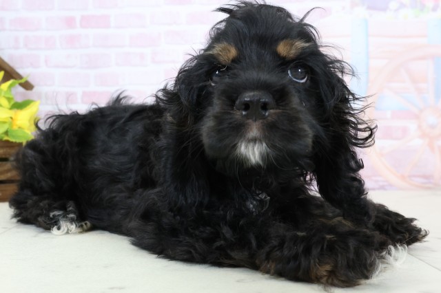 宮崎県のアメリカンコッカースパニエル (Coo&RIKU宮崎店/2026年1月15日生まれ/女の子/ブラックタンホワイト)の子犬の2枚目の画像